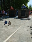 Sečské šedesátky